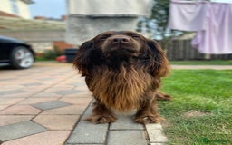Cocker Spaniel dogs for stud: Sparkey, chocolate cocker spaniel  - Image 15