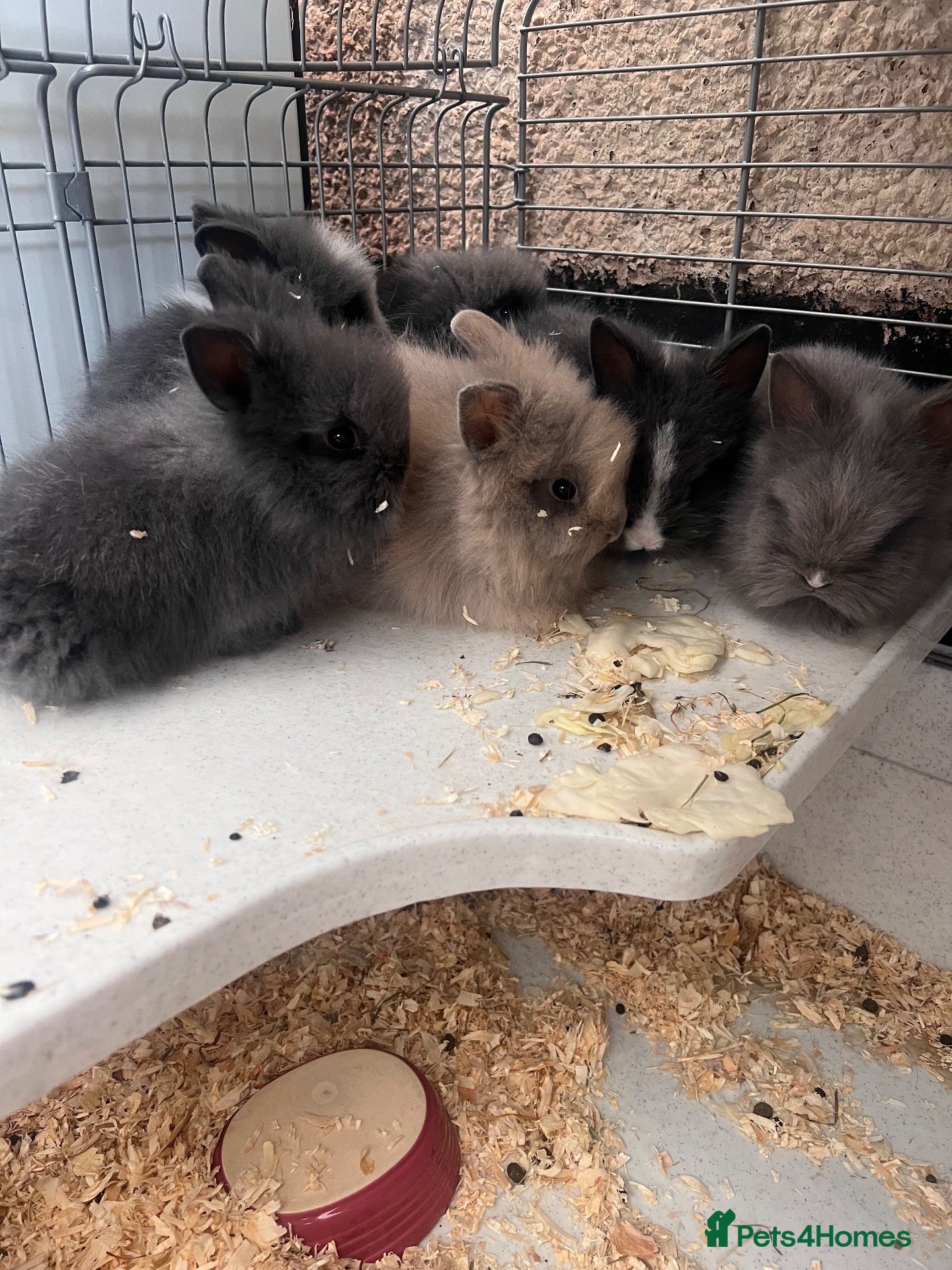 Lionhead rabbits Beautiful Double Lionhead Baby Rabbits  - Advert 2