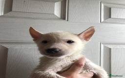 Huskita dogs for sale: Huskita puppies  - Image 3