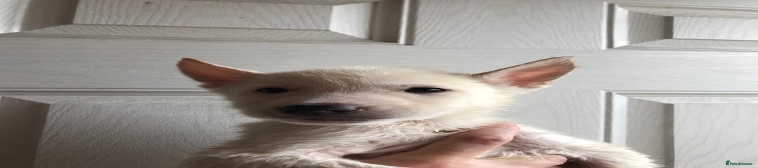 Huskita Puppy 3