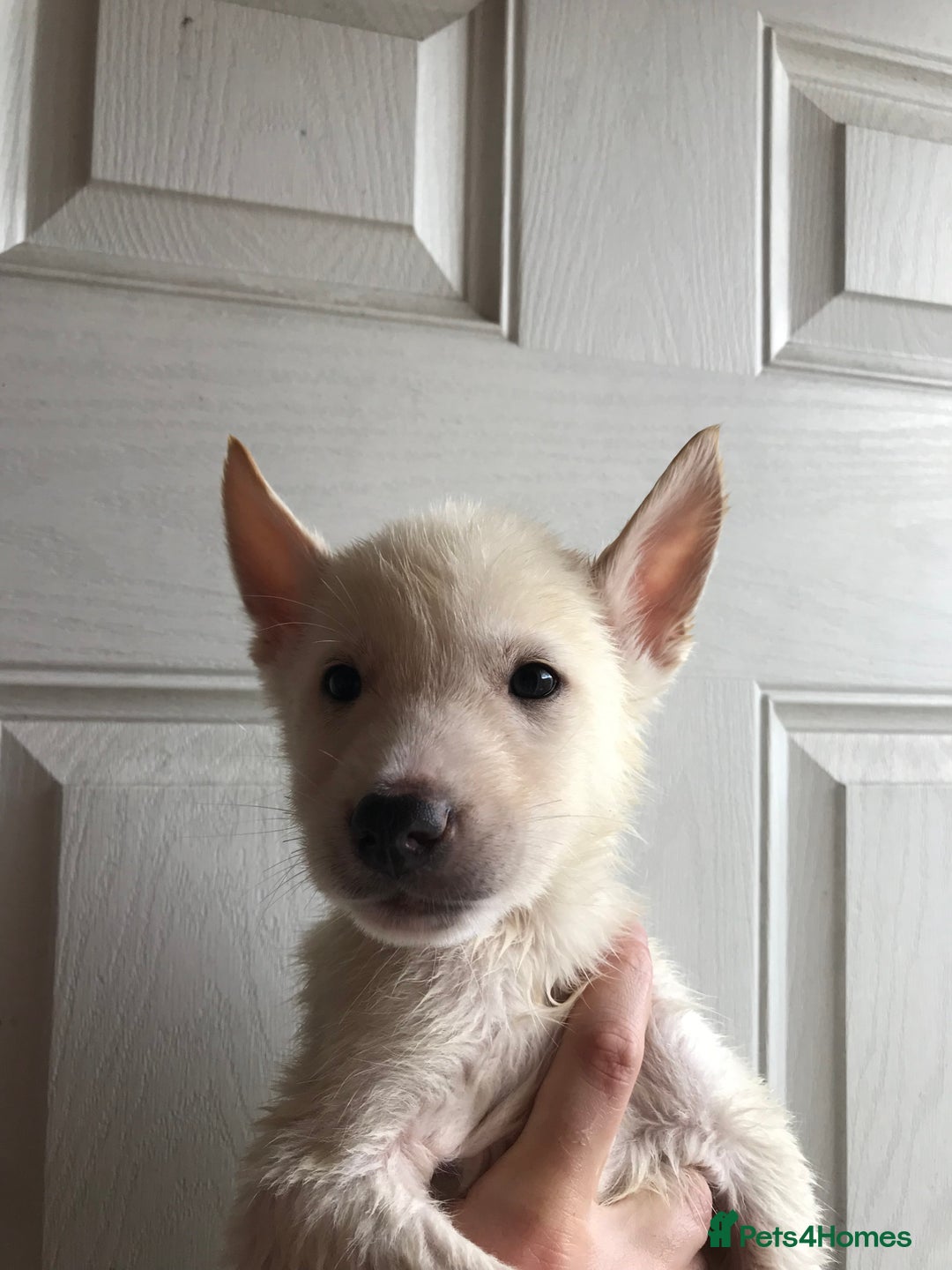 Huskita dogs for sale: Huskita puppies  - Image 3