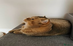 Scottish Fold cats for sale: Scottish strait in Brackley - Image 7