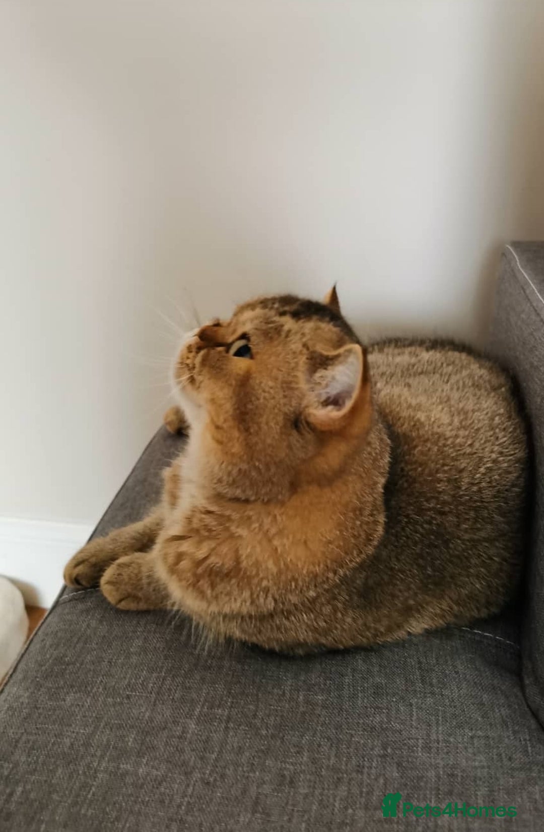 Scottish Fold cats for sale: Scottish strait in Brackley - Image 7