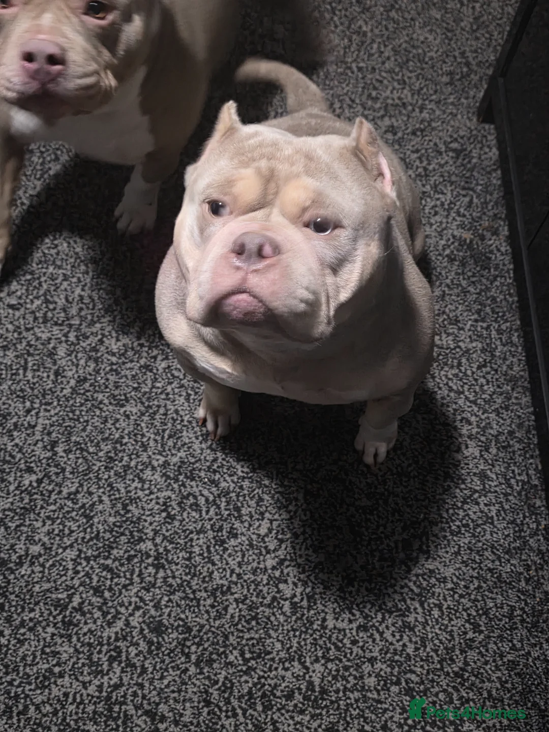American Bully dogs for sale: Female american pocket bully  - Advert 3