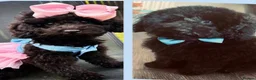 Toy Poodle dogs for sale: KC Toy Poodle Puppies, Champion Lines Final Litter - Advert 2