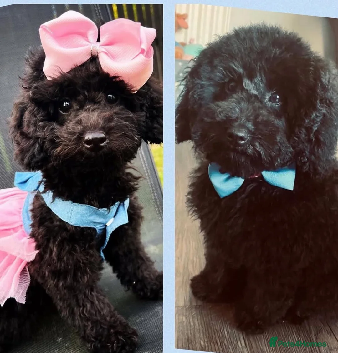 Toy Poodle dogs for sale: KC Toy Poodle Puppies, Champion Lines Final Litter - Advert 2