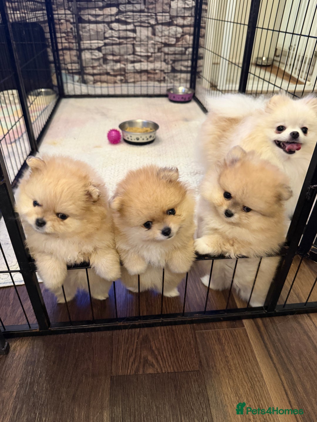 Pomeranian dogs for sale: Beautiful Pomeranian Puppies – Ready Now - Advert 9
