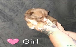Mixed Breed dogs for sale: American Bulldog x Siberian Husky - Image 10