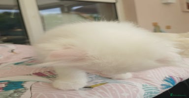 Scottish Fold cats - Advert 2