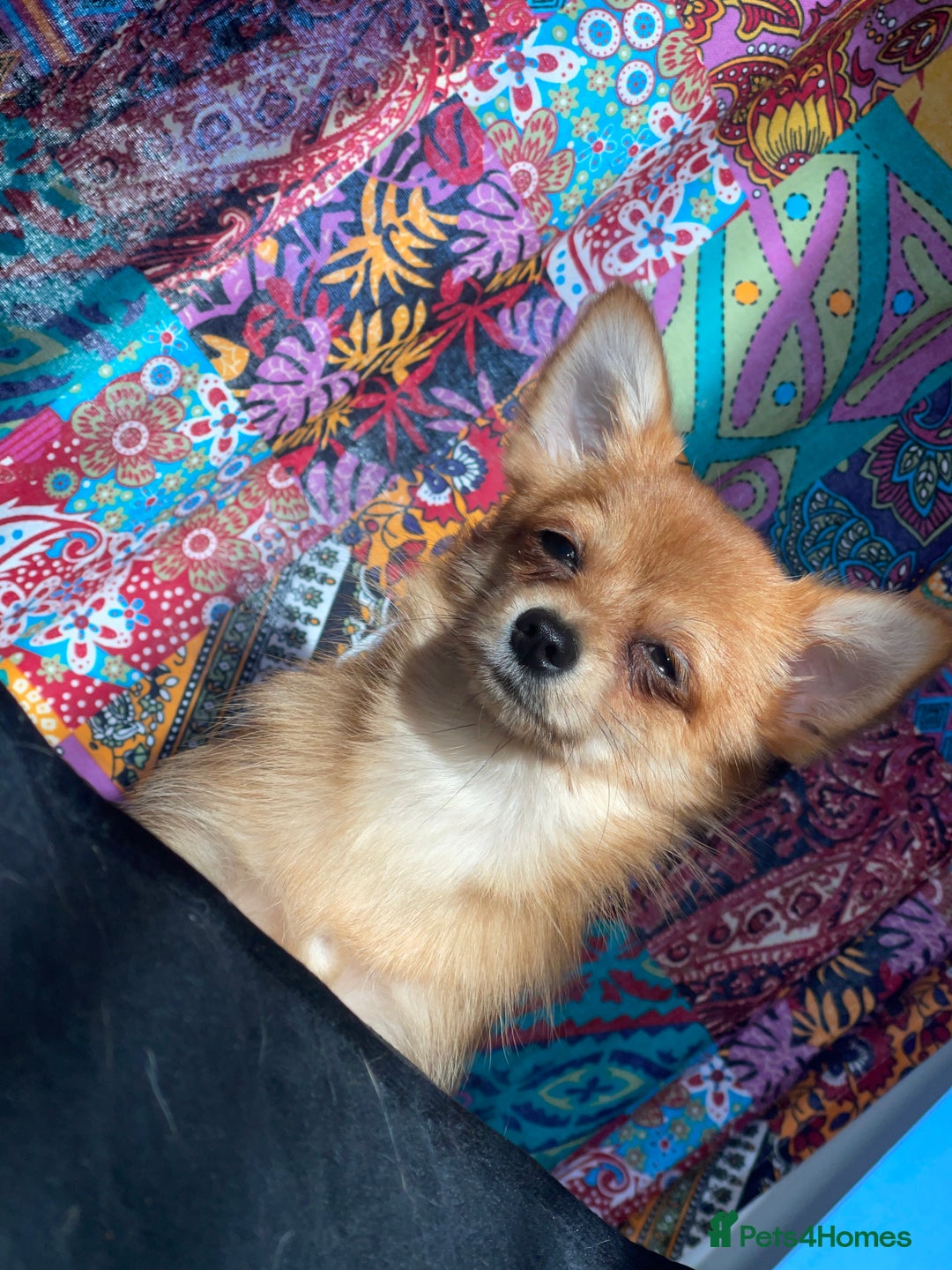 Mixed Breed dogs for sale: Pomchi chihuahua mix  - Advert 6