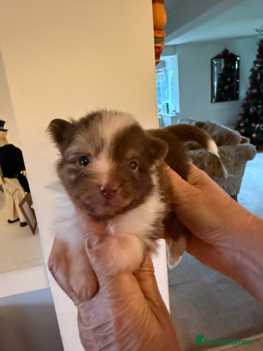 Pomeranian dogs for sale: BEAUTIFUL K.C REGISTERED POMERANIAN PUPPIES  - Advert 4