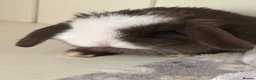 Mini Lop rabbits for sale: Mini lops-raised indoors-vaccinated  - Advert 7