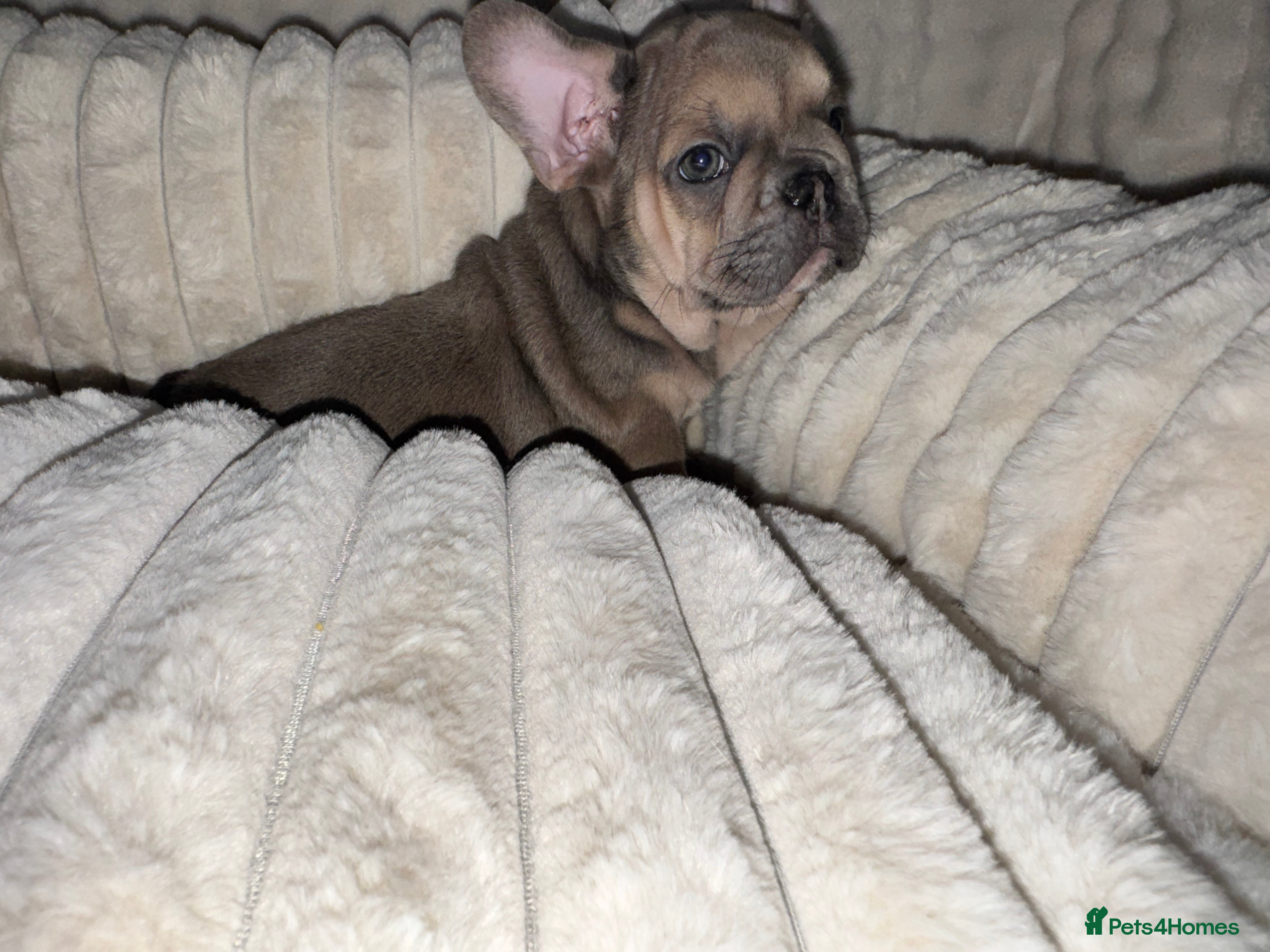 French Bulldog dogs Blue, blue fawn and platinum french bulldog  - Advert 9