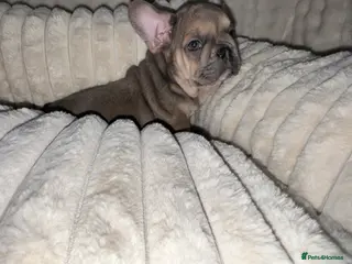 French Bulldog dogs Blue, blue fawn and platinum french bulldog - Advert 9