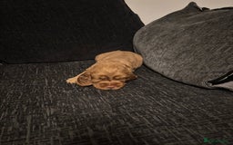 Cocker Spaniel dogs for sale: ✨ Show Cocker Spaniel pups ✨ - Image 7