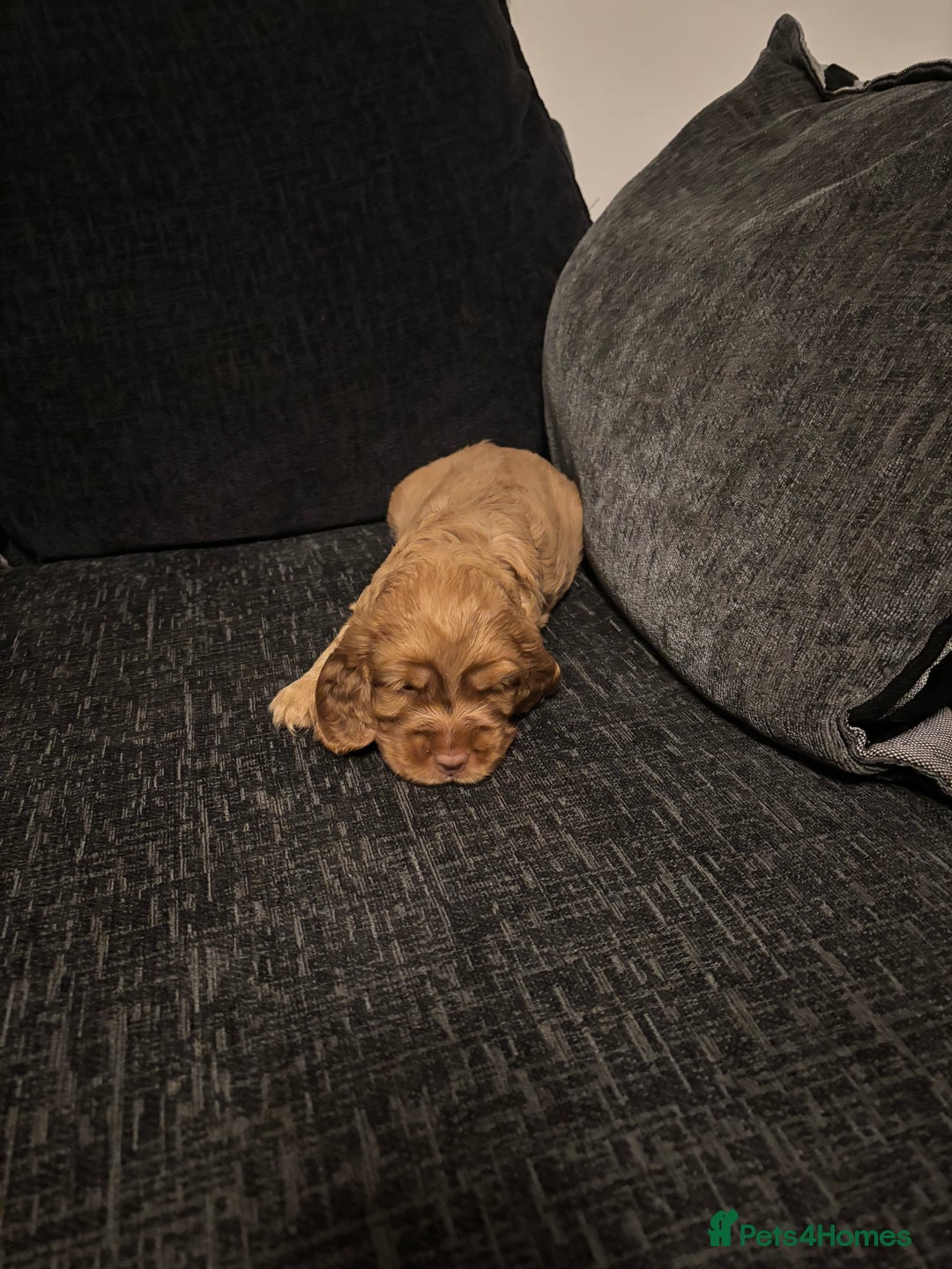 Cocker Spaniel dogs for sale: ✨ Show Cocker Spaniel pups ✨ - Image 7