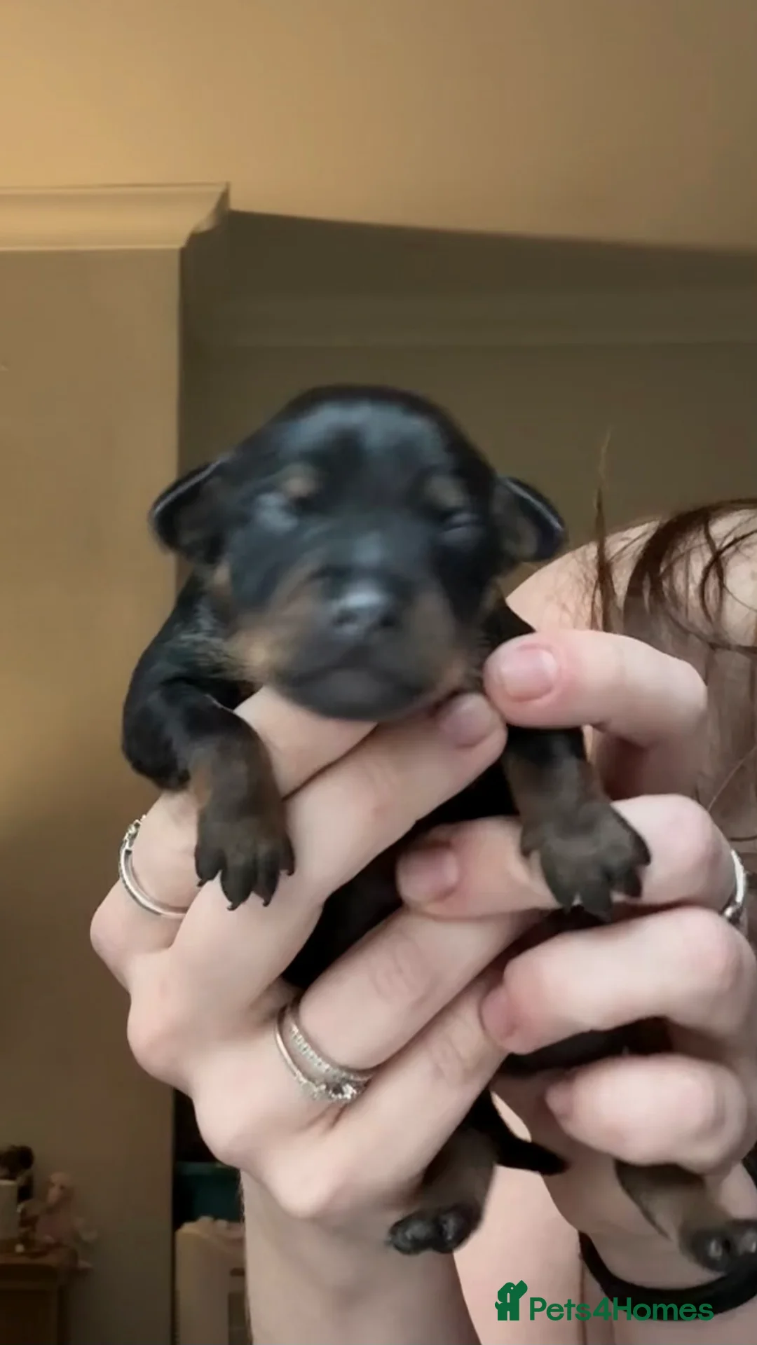 Miniature Pinscher dogs for sale: 4 Beautiful Mini Pin Puppies for Sale ♥️ in Huddersfield - Advert 14