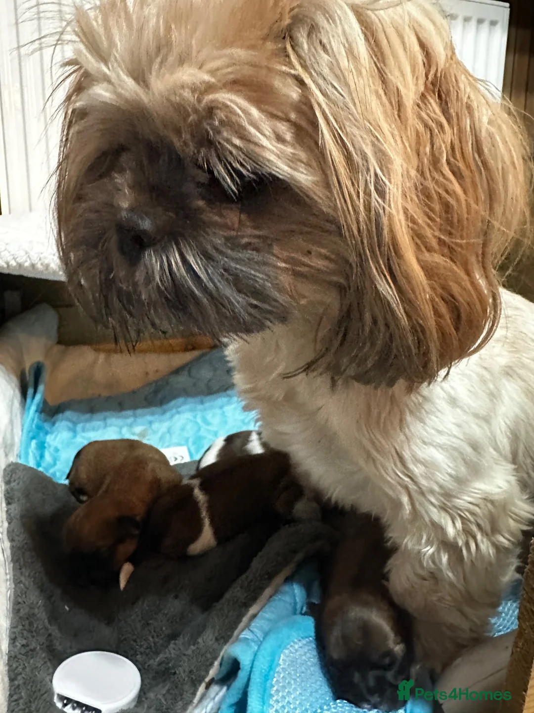 Shih Tzu dogs for sale: Shih tzu - Advert 6