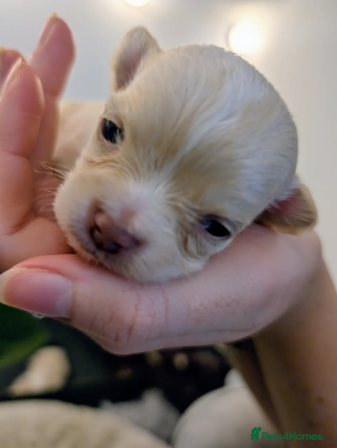 Chihuahua dogs for sale:  3 ABSOLUTELY GORGEOUS CHIHUAHUA PUPPIES FOR SALE - Advert 32