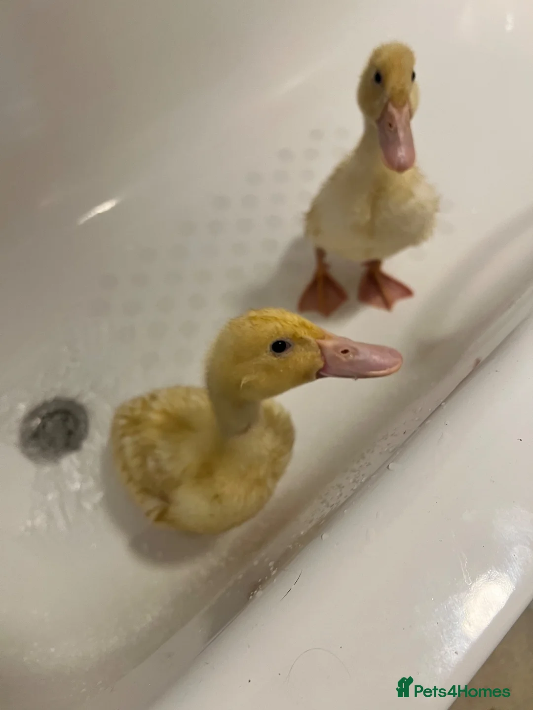 Ducks poultry for sale: 2 cherry valley ducklings  in Manchester - Advert 2