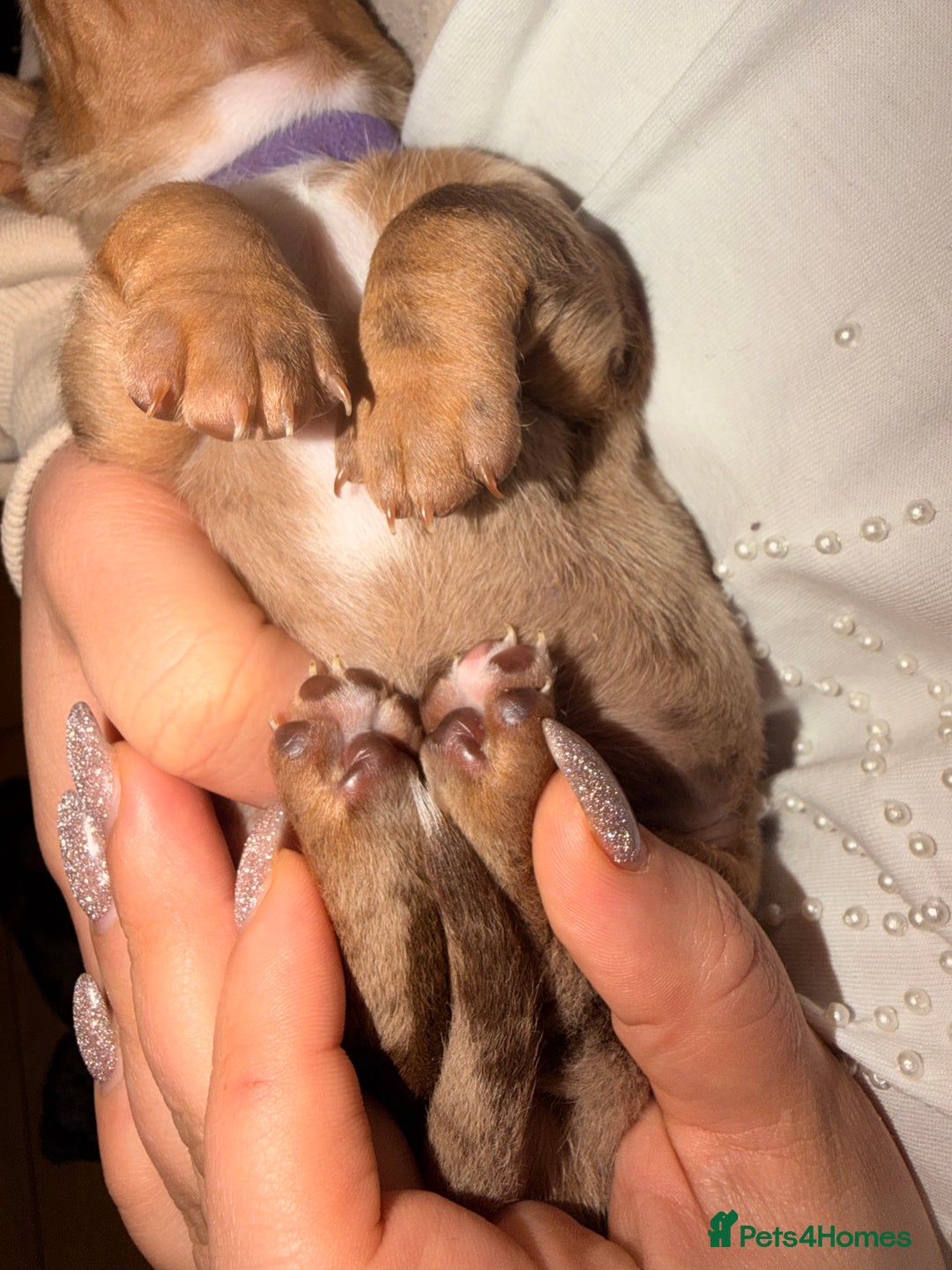 Miniature Dachshund dogs for sale: Miniature Dachshunds puppy's for sale.  - Advert 19