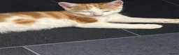 Mixed Breed cats for sale: 6 beautiful kittens  in Nottingham - Advert 5