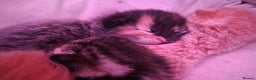Mixed Breed cats for sale: Female tabby kittens - Advert 11
