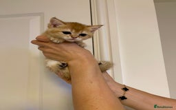 Scottish Fold cats for sale: LUXURY GOLDEN CHINCHILLA SCOTTISH FOLD KITTENS  - Image 6
