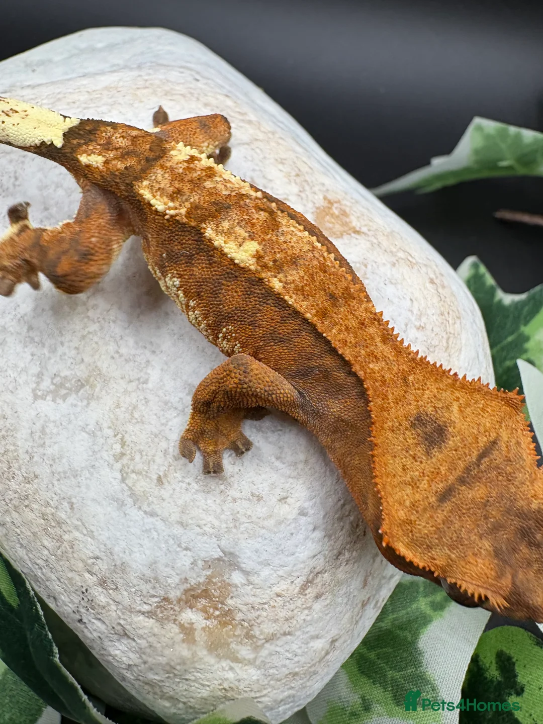 Gecko reptiles for sale: Stunning tangerine cappuccino crested gecko  - Advert 13