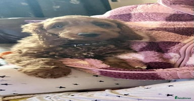 Goldendoodle dogs - Advert 2