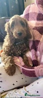 Goldendoodle dogs - Advert 2