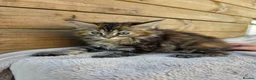 Maine Coon cats for sale: Maine Coon x Ragdoll x Persian  - Advert 8