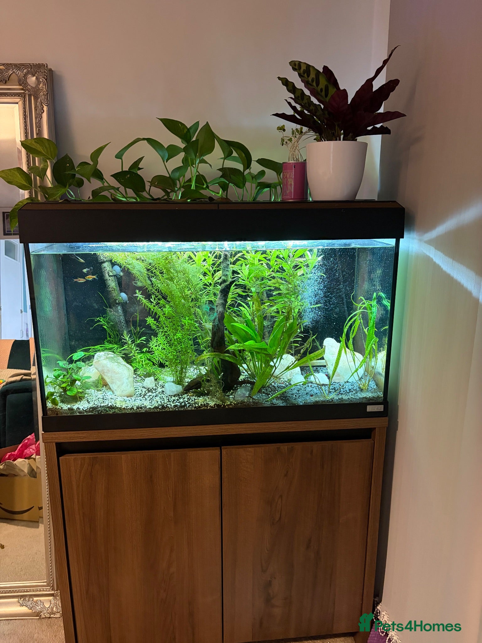Rasboras fish Fluval 120L fish tank with stand and fish - Advert 9