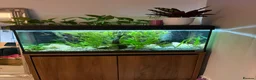 Rasboras fish for sale: Fluval 120L fish tank with stand and fish - Advert 1