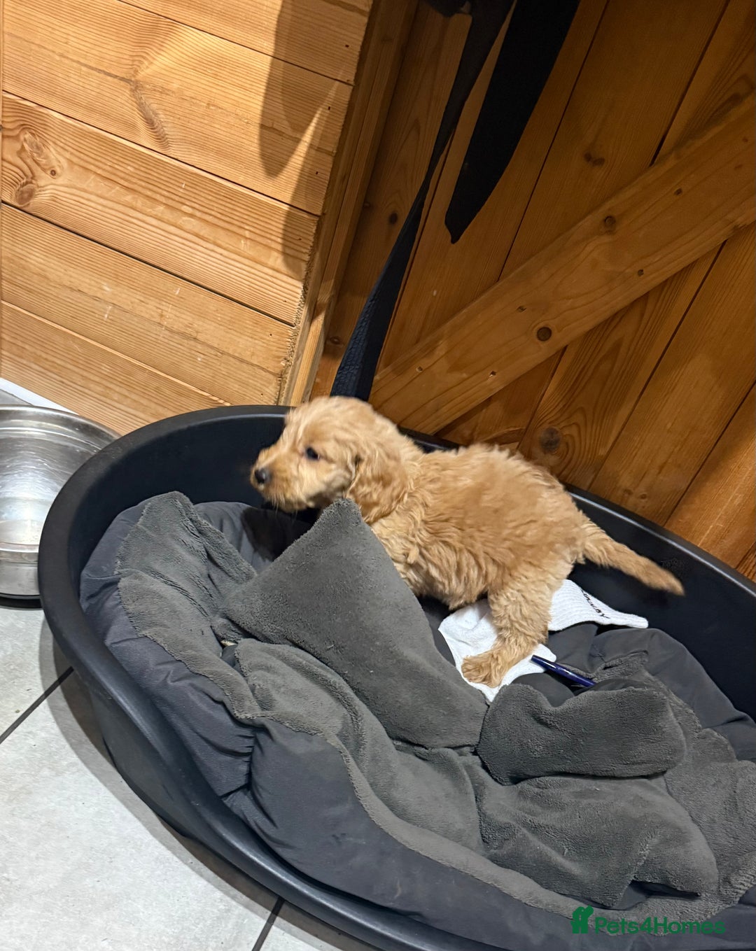 Cockapoo dogs for sale: F1 cockapoo puppies DNA HEALTH TEST CLEAR - Image 14