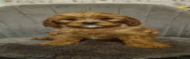 Cavapoo 2