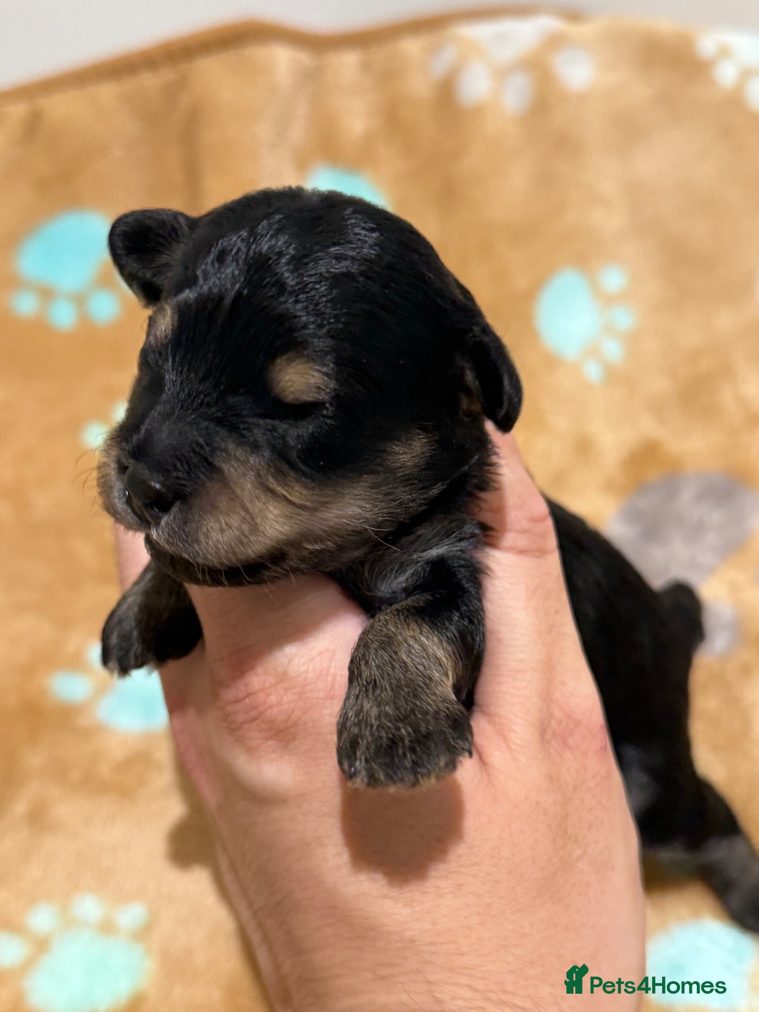 Schnoodle dogs 💫 OUTSTANDING DNA CLEAR FLUFFY SCHNOODLES 💫 - Advert 1