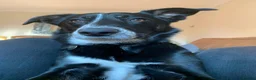 Smooth Collie dogs for sale: Collie smooth haired - Advert 5