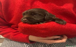 Cocker Spaniel dogs for sale: Cocker Spaniel Puppies - Advert 5