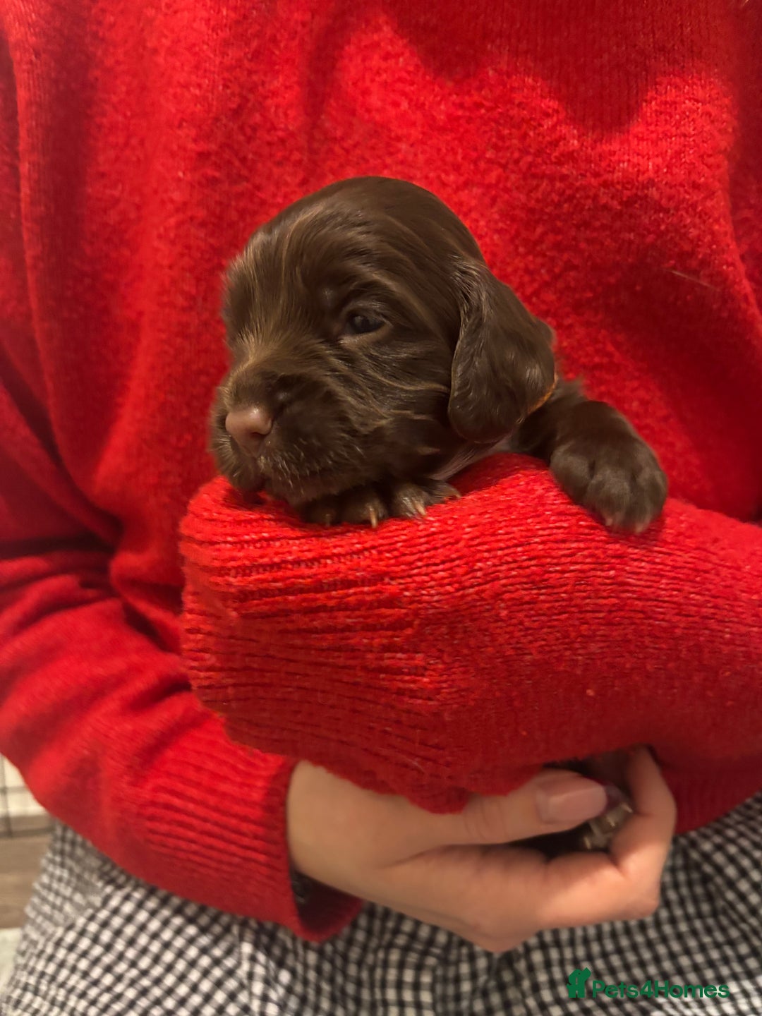 Cocker Spaniel dogs for sale: Cocker Spaniel Puppies - Advert 5