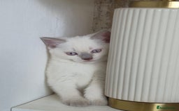 British Shorthair cats for sale: Light British Shorthair Kitten - Image 6