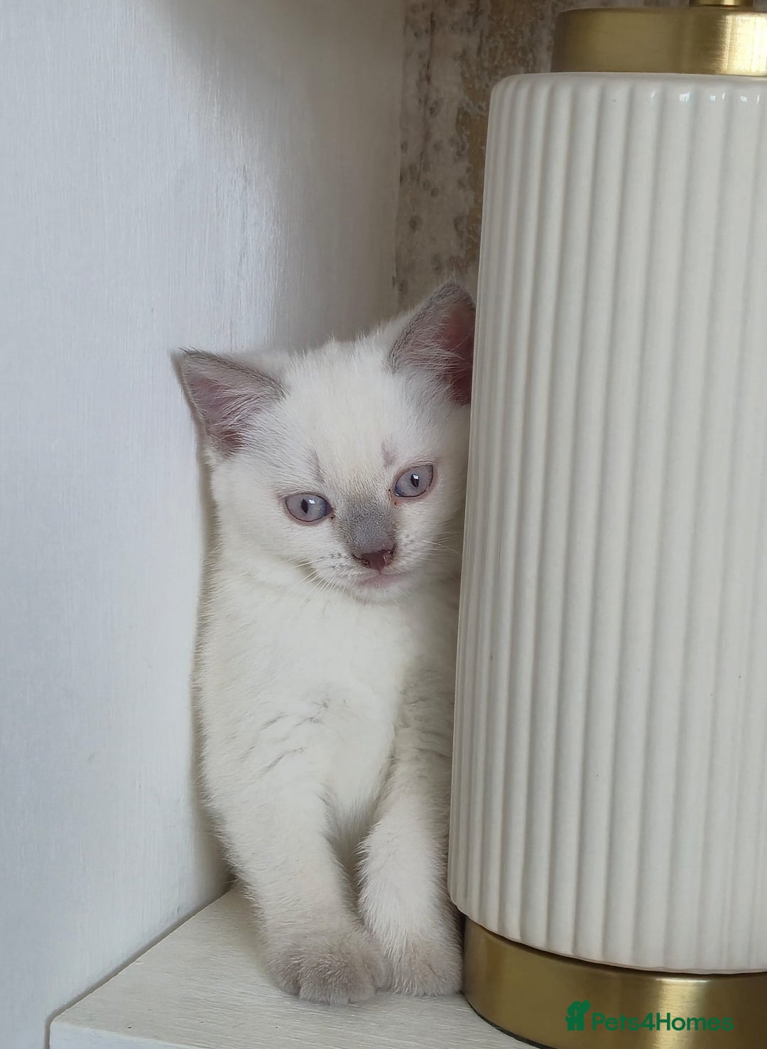 British Shorthair cats for sale: Light British Shorthair Kitten - Image 6