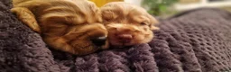 Cocker Spaniel dogs for sale: Adorable Working Cocker spaniel puppies in Rotherham - Advert 10