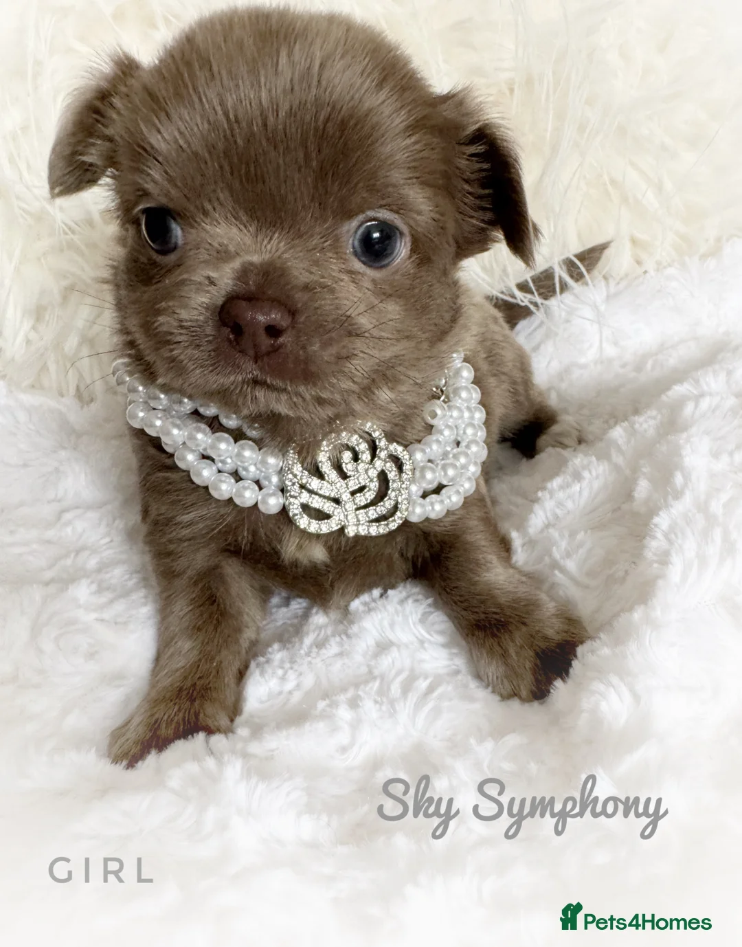 Chihuahua dogs for sale: KC chocolate and lilac long coat quality puppies  - Advert 1