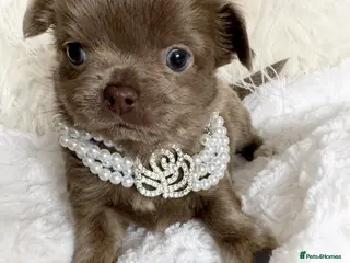 Chihuahua dogs for sale: KC chocolate and lilac long coat quality puppies - Advert 3