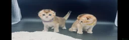 Scottish Fold cats for sale: Fully-vaccinated and TICA-registered Kittens  - Advert 11