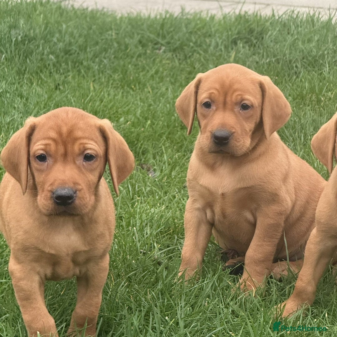 Mixed Breed dogs for sale: Vizsla x Labrador  - Image 7