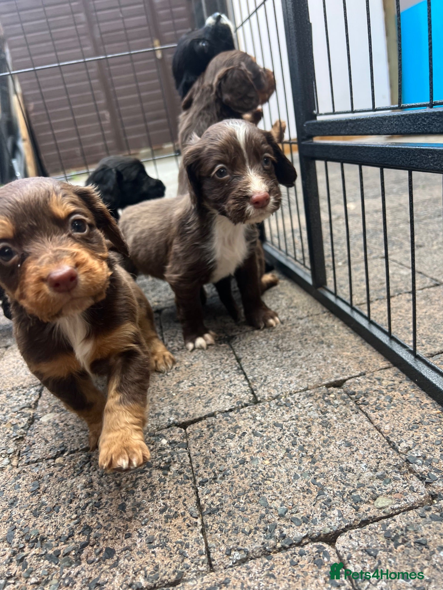Cocker Spaniel dogs Cocker spaniel pups - Kc registered  - Advert 1