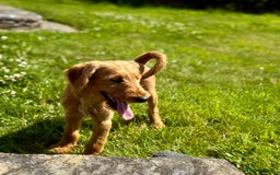 Labradoodle dogs for sale: F1 Standard Labradoodles in Aberystwyth - Image 5