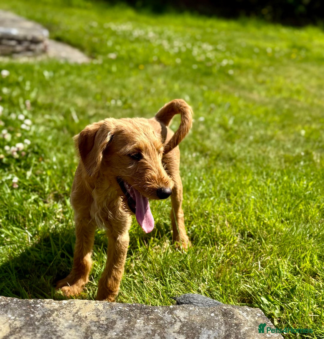 Labradoodle dogs for sale: F1 Standard Labradoodles in Aberystwyth - Image 5